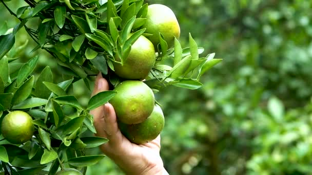 Close Van Jonge Vrouwelijke Landbouwers Die Sinaasappelen Met Hand Houden — Stockvideo