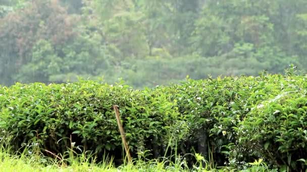 Vista Plantación Verde Fresco Una Colina Norte Tailandia Día Lluvioso — Vídeo de stock