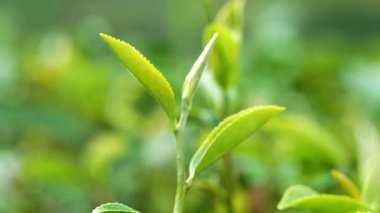 Yeşil çay filizleri organik çay tarlasında sallanırken hasat edilmeye hazırdır..