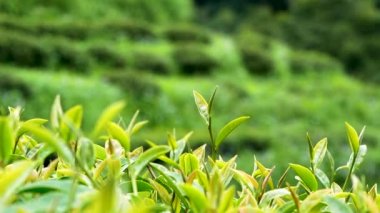 Güneşli bir günde organik çay tarlasında mahsulü inceleyen genç çiftçilere yakın durun.. 