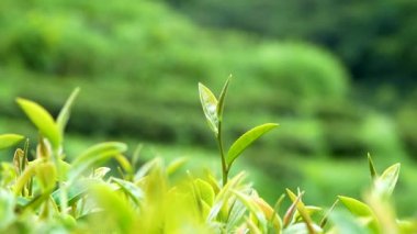 Güneşli bir günde organik çay tarlasında mahsulü inceleyen genç çiftçilere yakın durun.. 