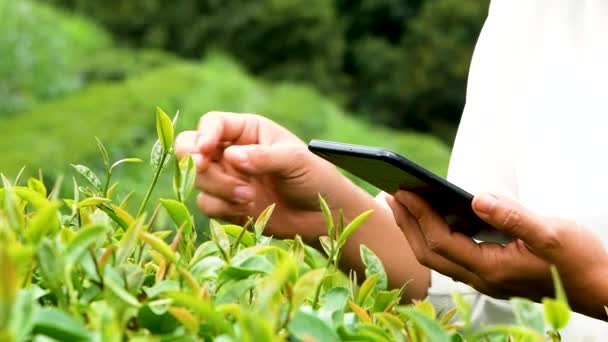 Jovens Agricultoras Com Smartphone Mão Trabalhando Plantação Chá Orgânico Familiar — Vídeo de Stock