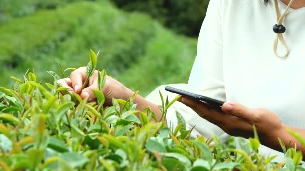 Jonge Vrouwelijke Boeren Met Smartphone Hand Werken Familie Biologische Thee — Stockvideo