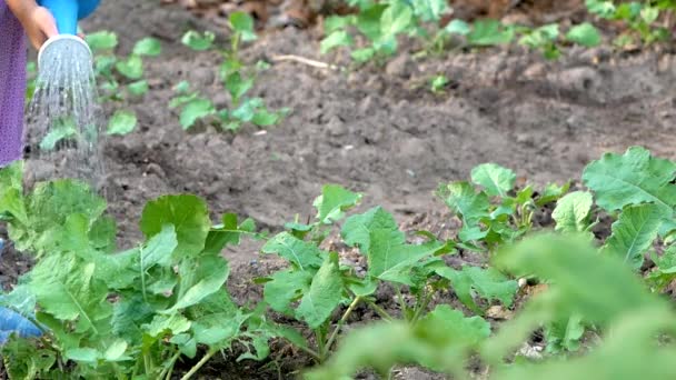 Zbliżenie Nogi Szczęśliwych Dzieci Niebieskich Butach Podlewają Warzywa Uprawiane Konewką — Wideo stockowe