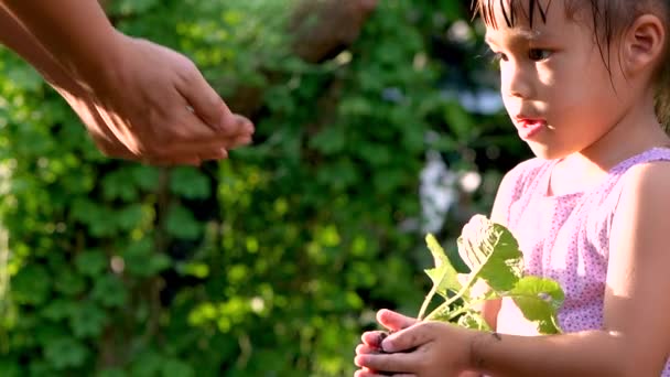 Azjatycka Dziewczynka Daje Małą Roślinkę Ręce Matki Wiosennym Zielonym Tle — Wideo stockowe