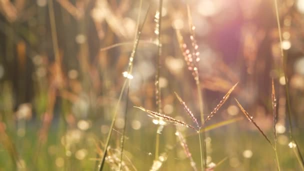 Nahaufnahme Der Natur Ansicht Gras Auf Verschwommenem Grünen Blatt Hintergrund — Stockvideo