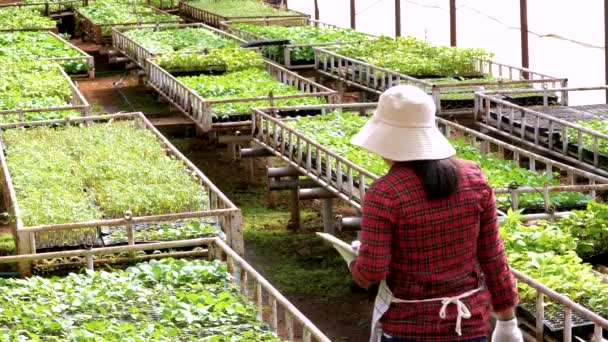 Jovens Agricultoras Felizes Avental Com Tablet Mão Trabalhando Estufa Tecnologia — Vídeo de Stock