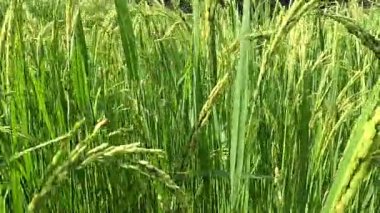 Paddy pirinç tarlasında güneşin altında rüzgarla savrulan pirinç kulağını kapat. Organik tarım kavramı.