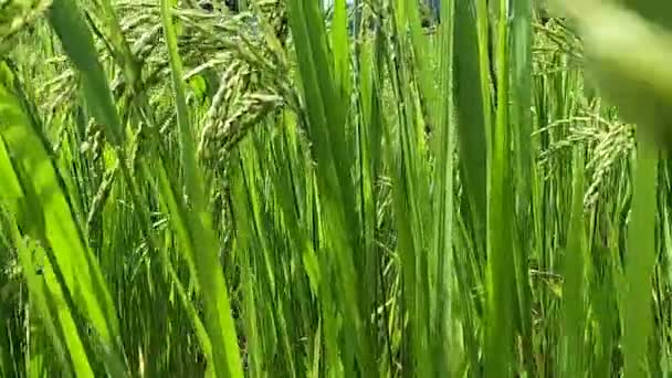 Close Ear Rice Swaying Wind Paddy Rice Field Sunshine Organic — Stock Video