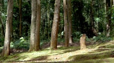 Sorumsuz kadın turist plastik şişeyi doğaya atıyor. Plastik atıklardan kaynaklanan çevresel hasar. Çevresel koruma.