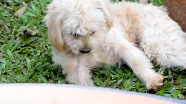 Güneşli bir günde parkta yeşil çimlerin üzerinde uzanan iki sevimli kahverengi-beyaz steyşın köpek..