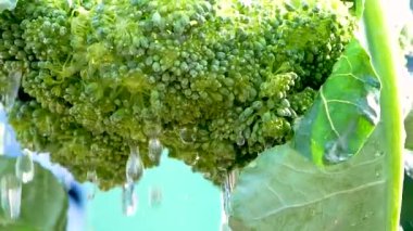 Çiftlikten yeni toplanmış brokoliyi tutan ve temiz suyla yıkanan bulanık yeşil arka planlı dişi bir çiftçinin yakın çekimi..