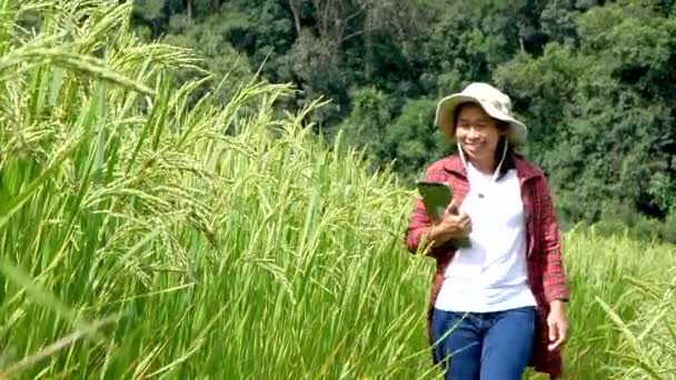 赤いシャツを着た若い女性農家が 田んぼで働いているタブレットを手にしていました スマート農業のための近代的な技術 — ストック動画