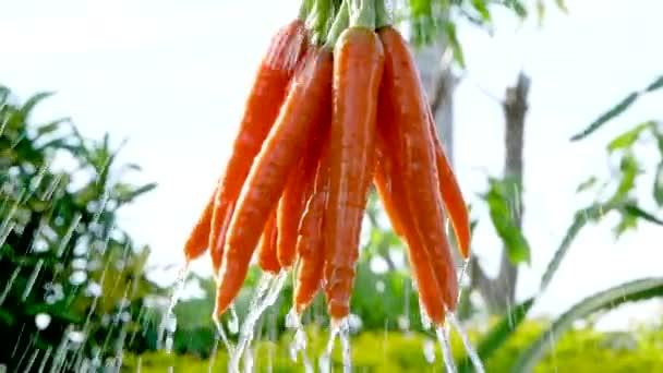 Крупный План Руки Фермера Держащего Руках Морковь Свежесобранную Фермы Вымытую — стоковое видео