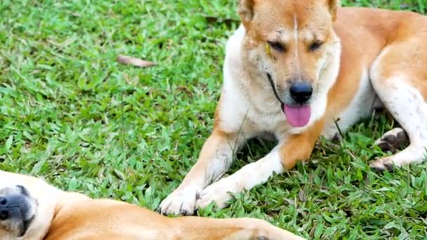 Two Cute Brown White Shorthair Dogs Lying Green Grass Outdoor — Stock Video