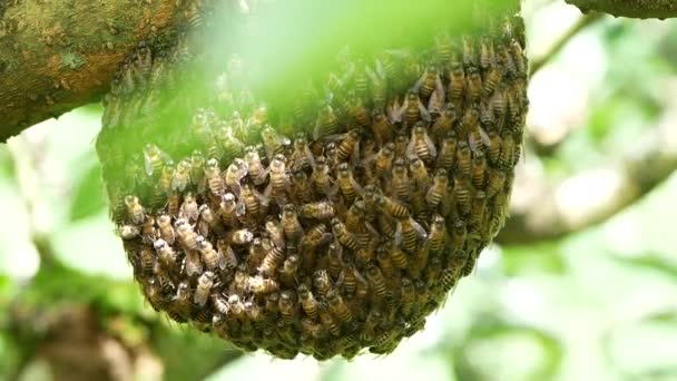 緑の葉の上にコームの巣の上にツリー自然と群れ蜂蜜蜂のクローズアップ背景 — ストック動画