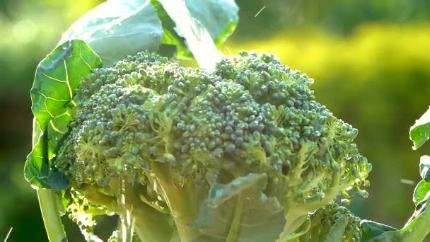 Nærbillede Kvindelig Landmands Hånd Der Holder Broccoli Friskhøstet Fra Gården – Stock-video