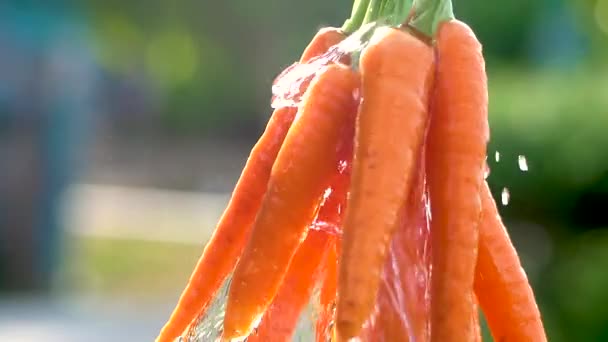 Close Female Farmer Hand Holding Carrots Freshly Harvested Farm Washing — Stock Video