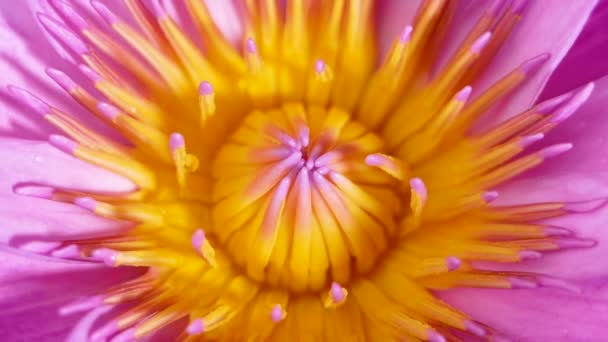 Nahaufnahme Von Wassertropfen Fallen Auf Die Gelben Pollen Mit Rosa — Stockvideo