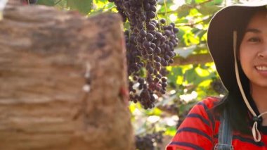 Bir üzüm bağındaki üzümleri inceleyen çiftçi kadın mutlu bir şekilde hasat etmeden önce. Akıllı çiftçilik