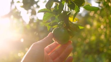 Yakından bakınca, organik portakal tarlasında asılı duran portakalları inceliyorum..