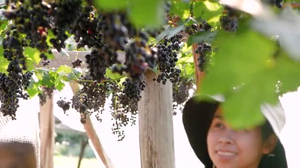Anggur Pada Sekelompok Dengan Sinar Matahari Kebun Anggur Sebelum Panen — Stok Video