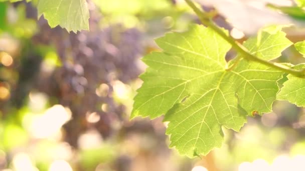収穫前にブドウ畑で日光の束にブドウ — ストック動画