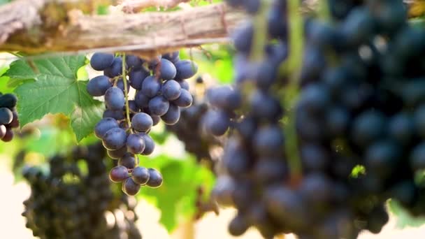 Las Uvas Racimo Con Sol Viñedo Antes Cosechar — Vídeo de stock