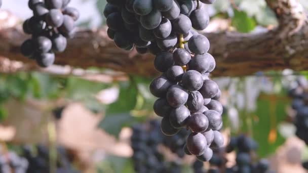 Druiven Een Bos Met Zonneschijn Een Wijngaard Voor Oogst — Stockvideo