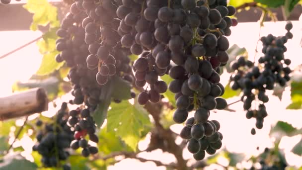 Druiven Een Bos Met Zonneschijn Een Wijngaard Voor Oogst — Stockvideo