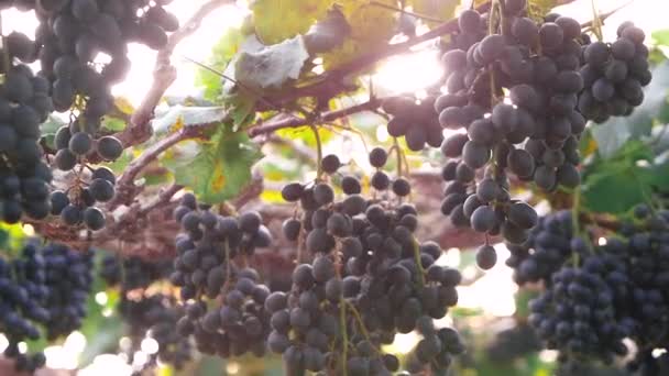 A szőlő egy csomó napsütéses szőlőültetvényen szüret előtt.