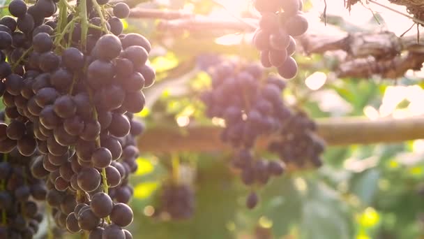 Druiven Een Bos Met Zonneschijn Een Wijngaard Voor Oogst — Stockvideo