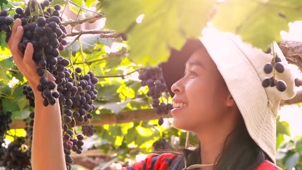 Farmerka Badająca Winogrona Gronie Winogron Winnicy Przed Zbiorami Radością Inteligentne — Wideo stockowe