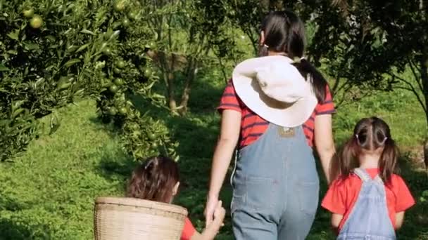 Mãe Feliz Com Sua Filha Aproveitando Tempo Família Plantação Laranjas — Vídeo de Stock