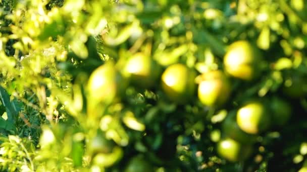 Stelletje Sinaasappels Hangend Aan Een Boom Biologische Sinaasappelboerderij Met Mooie — Stockvideo