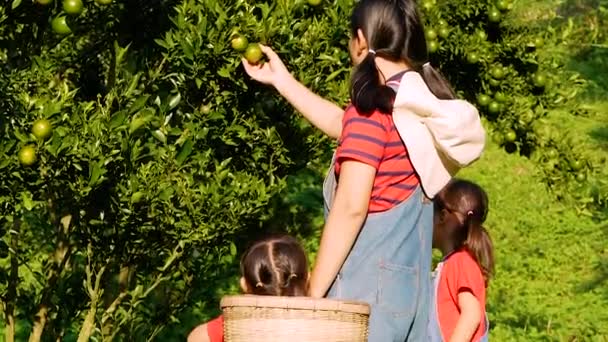 Madre Feliz Con Hija Disfrutando Tiempo Familia Plantación Naranjas Una — Vídeos de Stock