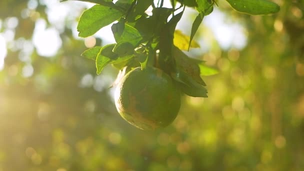 美しいサンシャインと有機オレンジ農場の木にぶら下がっているオレンジ — ストック動画