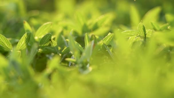 Vista Natureza Folha Verde Fundo Verde Desfocado Jardim Com Raio — Vídeo de Stock