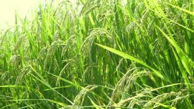 Pirinç kulağı ilkbaharda çeltik pirinç tarlasında rüzgarla savruluyor. Organik tarım kavramı.