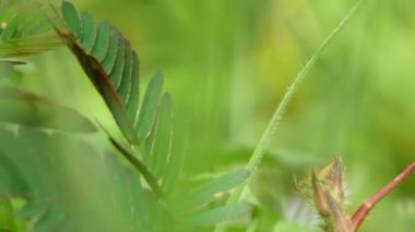 Yeşil yapraklar, bulanık yeşil arka planda rüzgarın esmesiyle yavaşça katlanır. Güzel yeşil sallanan ağaç, rahatlatıcı ve özgürlük hissi veriyor. Doğa arkaplanı.