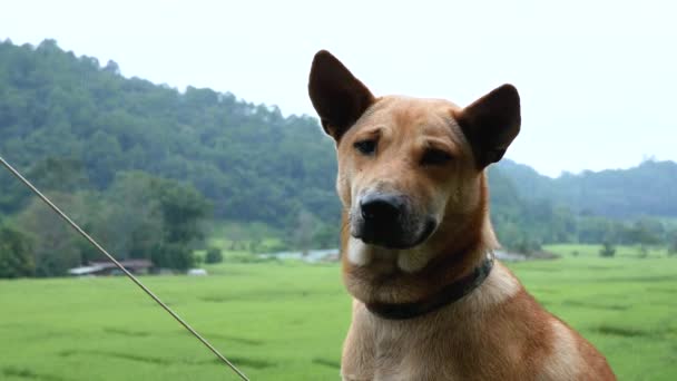 Cão Sem Teto Marrom Com Fome Senta Primeiro Plano Esperando — Vídeo de Stock