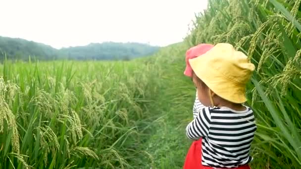 Baharda Sıcak Güneş Işığında Pirinç Teraslarını Görmek Için Yürüyen Iki — Stok video