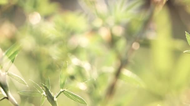 Green Leaves Slowly Swayed Wind Blow Blurred Greenery Background Beautiful — Stock Video