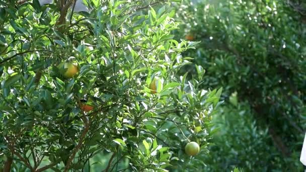 Heureux Jardinier Femme Examinant Les Oranges Mûres Sur Une Branche — Video