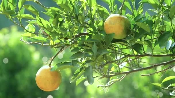 Laranjas Maduras Penduradas Galhos Laranjeira Jardim Pela Manhã Laranja Árvore — Vídeo de Stock