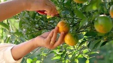 Bahçıvan kadın sabah portakal bahçesindeki sepetten portakal topluyor..