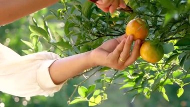 Bahçıvan kadın sabah portakal bahçesindeki sepetten portakal topluyor..