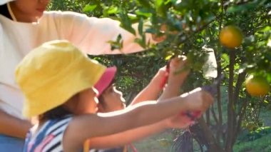 İki sevimli küçük kız budama makası kullanıyor taze olgun portakalları topluyor ve anneleri bahçede. Organik tarlalar.