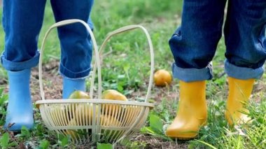 Two cute little girls in boots using pruning shears, picking up ripe oranges in a basket in an orange orchard. Close up of a basket with oranges fruits.