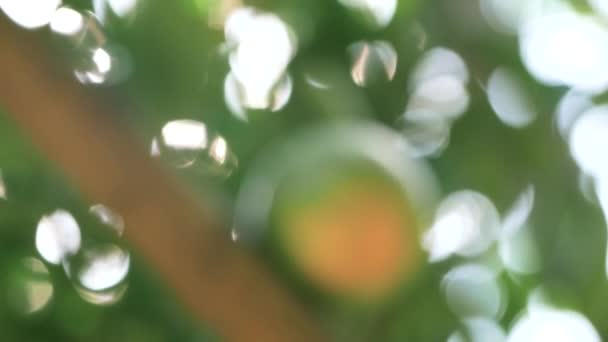 Gros Plan Main Jardinière Examinant Les Oranges Mûres Sur Une — Video